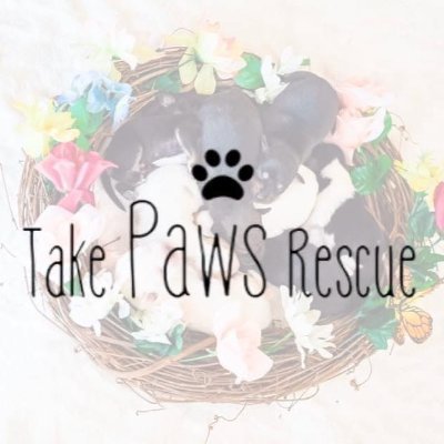 The mission of Take Paws Rescue is to meet the moral obligation to protect & save the lives of pets in need of rescue in Louisiana.  #TakePawsRescue #StrayCafe