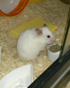 debuhamko's profile picture. 40代子育て(娘×2)ライダー
下の子PW卒業→CRF50F

26KX250  23KLX110RL

東北MX NB #26