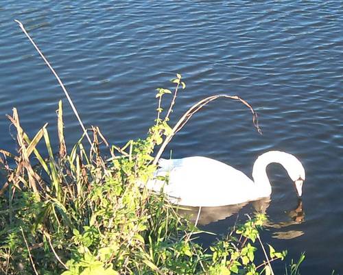 AlrewasBoatFest's profile picture. A canal-side festival featuring talented local musicians, prize-wining local beers and good food
