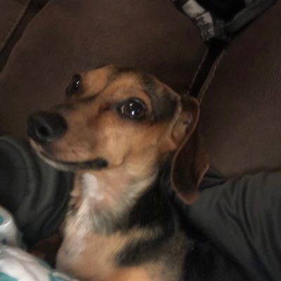 I love my dogs🥰🥰🥰 And my girlfriend 😍😍My twitch channel is https://t.co/lSWkVFwuAA