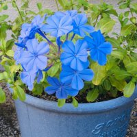 あきぽん (@favoriteshirts) Twitter profile photo