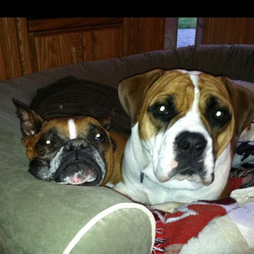 allyor2's profile picture. Yankee, Giant, Rangers fan!! Retired nypd sgt. High school coach