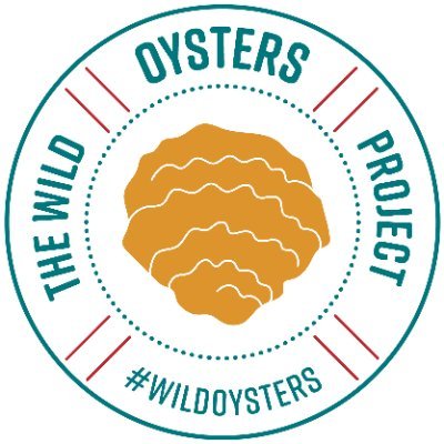 #WildOysters project by @OfficialZSL, @Bluemarinef & @BritishMarine restoring native oysters in #ConwyBay and #TyneandWear, funded by @postcodelottery