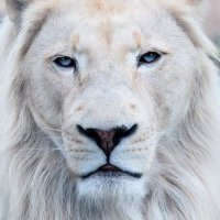 Lion of light (@lightlion22) 's Twitter Profile