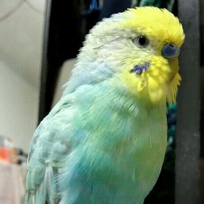 kumi6648's profile picture. オリックス・バファローズを応援しています。箱推し。