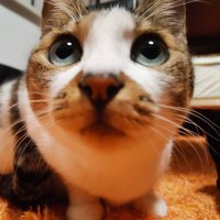 令和猫パンチ(´ε｀ )(@rainmakers1976) 's Twitter Profile Photo