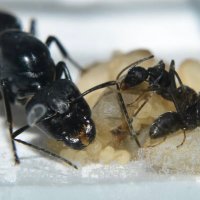 やかさ (@scp46315398) Twitter profile photo