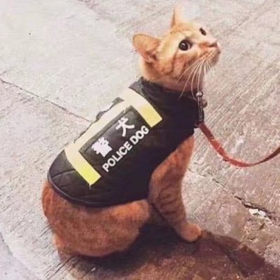 Nebula_Echo's profile picture. 性别男，爱玩游戏，爱睡懒觉