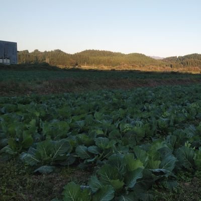 vF9OIEgCrDIyfME's profile picture. 4児の母、専業農家、農業にやりがいを見い出し、たくさんの女性農業者と繋がりながら、農村地域の発展を、目指す。