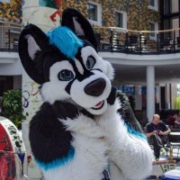 Nebraska Husky (@nebraskahusky) 's Twitter Profile