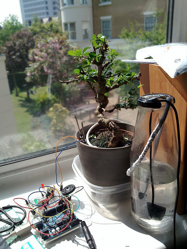 I'm a Fukien tea tree living with Paolo on his window sill, I am also plugged into an arduino to help Paolo look after me