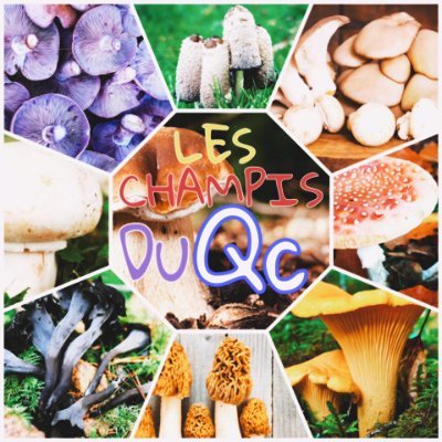 LesChampisDuQc's profile picture. Entrez dans l'univers mystérieux des champignons du Québec!