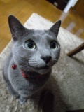 日常をのんび～り過ごす主婦です。
日々のこと・思うこと・好きなこと、飼い猫のロシアンブルーや砥部焼きのことなんかをお喋りしたいな。
どうぞよろしくお願いします。