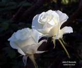 micheleg57's profile picture. 