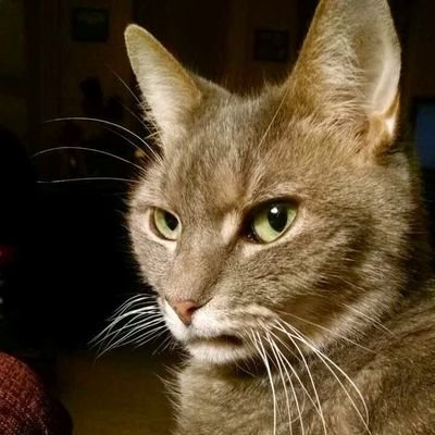 RoAdara23's profile picture. Reading, drawing, love my animal babies, anxious as fuck. I need my Mountain Dew.