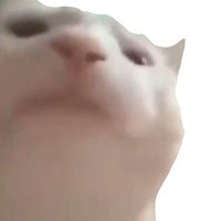 cat vibes to kpop songs (@catvibingtokpop) 's Twitter Profile Photo