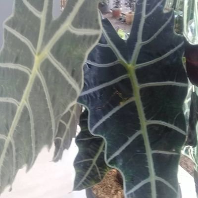 Jack22141171's profile picture. no ..085778257925