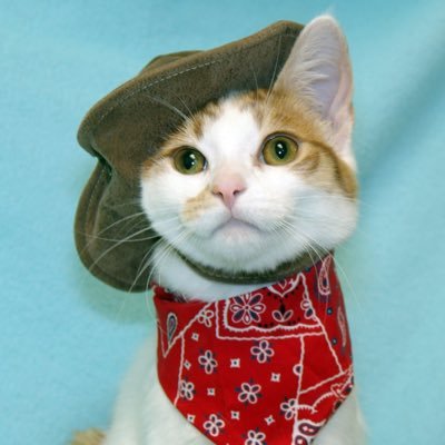 Roflmeowkitteh's profile picture. 