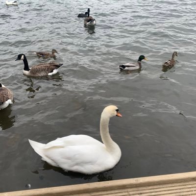 sh_reen's profile picture. 