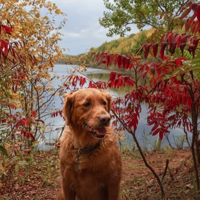 Old single guy retired with two kids in college. Love dogs especially Golden Retrievers. Where are we? Have we been here long? @steelydan freehealthcare