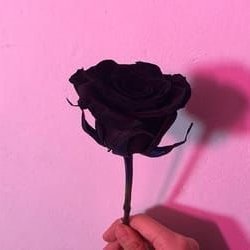 imanartist_5683's profile picture. 🌺(っ･ω･)っ💗Cαʅʅ ɱҽ Aʅყ💗


💗 DM Status: Open