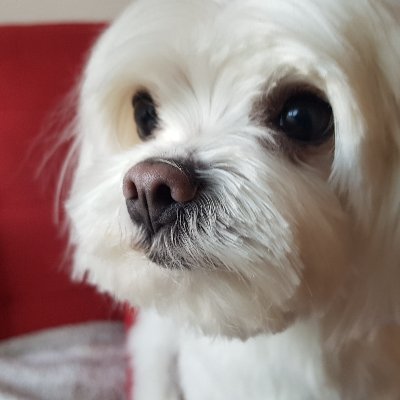 fjfuente's profile picture. Maltese Dad / Pokemon Go Trainer / Discworld Fan / Destiny Player