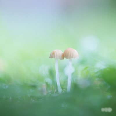 キノコ写真部（キ写部）へようこそ♪ 部長のキノコです🍄キノコやお花、アマガエルなど可愛らしいものをより可愛らしく撮るをモットーに日々精進☝️一息ついていってください 🌸 #Mushroom #キノコ