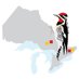 Ontario Breeding Bird Atlas (@onbirdatlas) Twitter profile photo Ontario Breeding Bird Atlas (@onbirdatlas) Twitter profile photo
