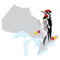 Atlas des oiseaux nicheurs de l'Ontario(@AtlasOiseauxON) 's Twitter Profile Photo