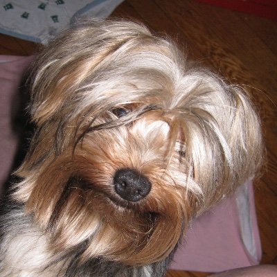TimmyYorkie Profile Picture