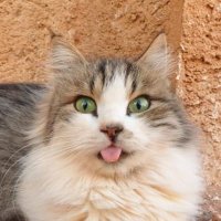 CattyT 💙🇺🇦🌻(@BluZar) 's Twitter Profileg
