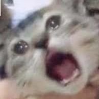 Hdvdnxdn (@hdvdnxdn) 's Twitter Profile