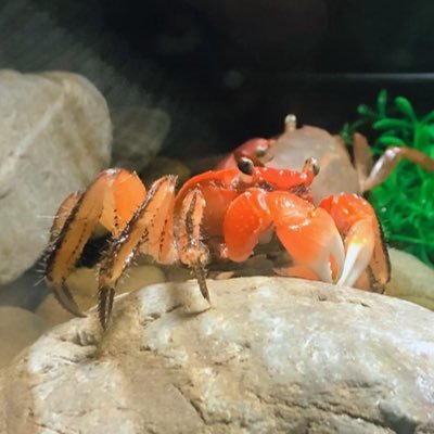 蟹(主に爬虫類アカ)さんのプロフィール画像