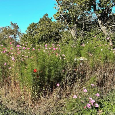 Sowerss1's profile picture. 