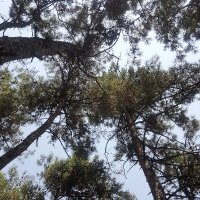 Yeşil 💚 (@yesiltarot) 's Twitter Profile