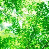 ぐりーん (@mvzpipv0nqw0crm) 's Twitter Profile