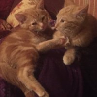 Big Smudger and tiny Pixie (@joyceturkington) 's Twitter Profile