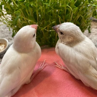 2020年10月11日白文鳥とシルバー文鳥の雛をお迎えしました。白文鳥の『絹』♂シルバー文鳥の『錫』♂です。2021年06月04日にクリーム文鳥の『琥珀』お迎えしました。みんな合わせて《ぴよんこ》文鳥飼いさん。文鳥好きさん。鳥好きさん。と繋がりたいです。無言フォロー失礼します。よろしくお願いします。 #文鳥#雛#文鳥垢