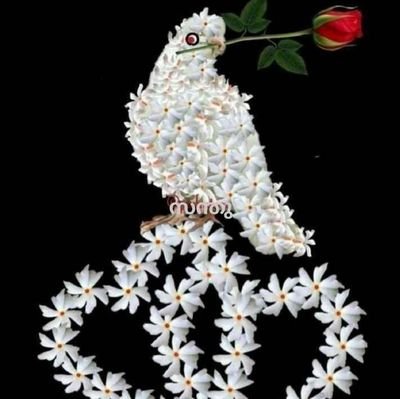 Naz88407345's profile picture. sel