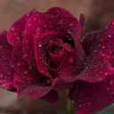 Rick Wiebe - @dragontamerz - Twitter