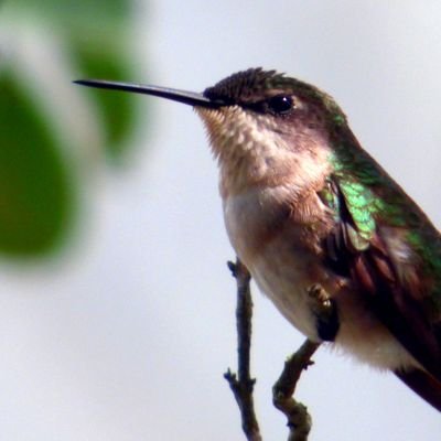 curolino5303's profile picture. Russian bot... apparently.

EVERYTIME YOU CALL ME LATINO IS FOR MY VOTE OR MONEY. SO, DON'T. I LIVE HERE. I'M NOT LATINO. I'M AMERICAN 🇺🇸