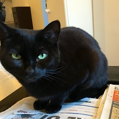 Small and sleek female black cat. Gentle, and affectionate. Loves my comfort. Quick and agile hunter. Tolerates the trouble maker Sylvester.