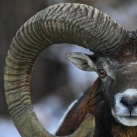 🐏 Cimarrón Confeso 🐏 #ElBigHorny (@cimarronconfeso) 's Twitter Profile