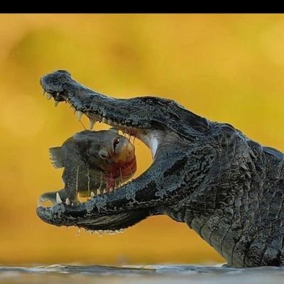 Greg09970906's profile picture. RAS