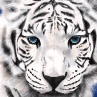 MeowMediaStudio (@meowmediastudio) 's Twitter Profile