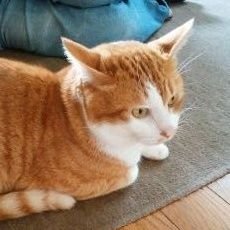 スターアニスさんのプロフィール画像