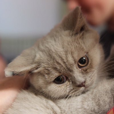 lookidekanymore's profile picture. 