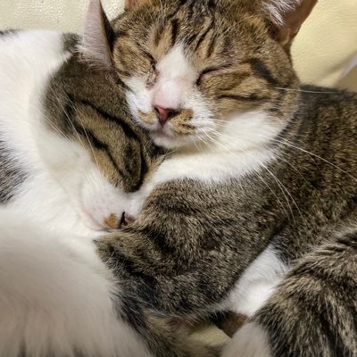 VRC関連、ほぼビリヤードか撮影しかやってません。
VRC内、同じ名前で活動してますのでフレ投げてくれると喜びます♪
主に森羅ちゃんですが色んな子に変わったりします。
プロフにVRの文字があったらフォロー投げますのでご迷惑な場合はスルーしてください。。
