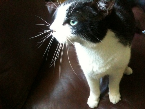 LolaRock2's profile picture. animal lover