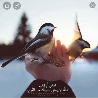 المتفائله 🕊